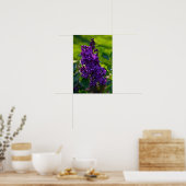 Poster Purple French Lilac (Cuisine)