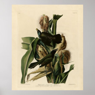 Poster Purple Grakle (Grackle) Audubon's Birds of America