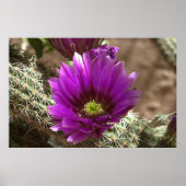 Poster Purple Hedgehog (Devant)