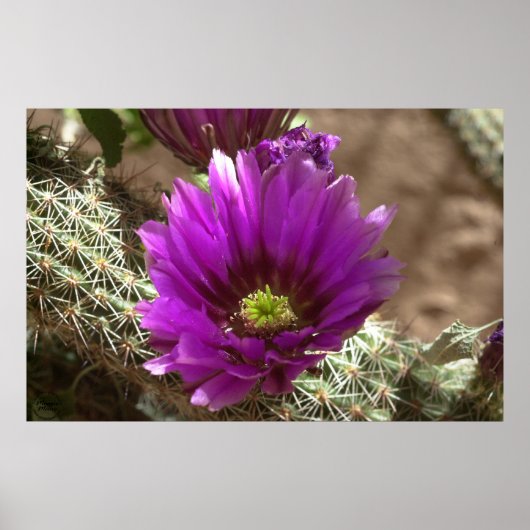 Poster Purple Hedgehog (Devant)