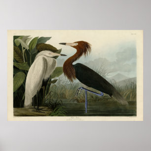 Poster Purple Heron - de Audubon's Birds of America