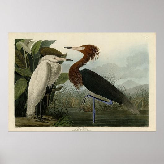 Poster Purple Heron - de Audubon's Birds of America (Devant)