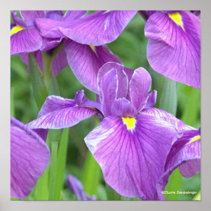 POSTER "PURPLE IRIS"