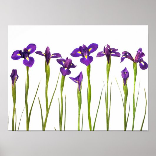Poster Purple Irises - Iris Flower Customisé Modèle (Devant)