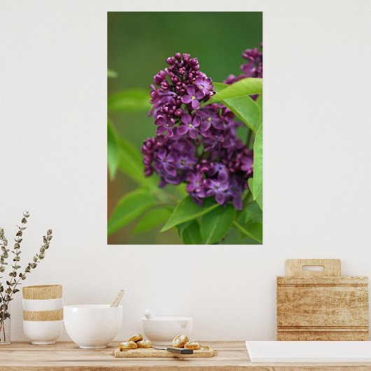 Poster Purple Lilac (Cuisine)