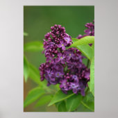 Poster Purple Lilac (Devant)