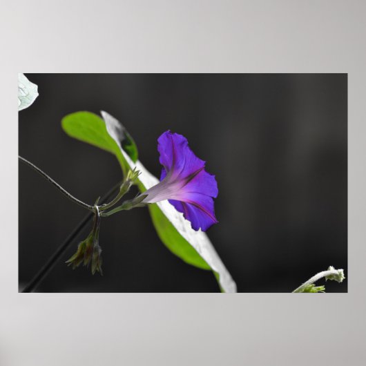 Poster Purple Morning Glory Flower (Devant)