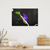 Poster Purple Morning Glory Flower (Cuisine)