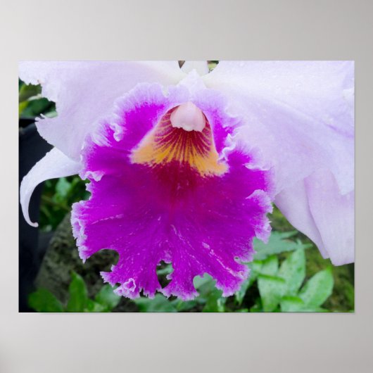 Poster purple orchid flower (Devant)