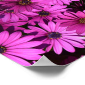 Poster Purple Osteospermum Flowers (Coin)