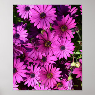 Poster Purple Osteospermum Flowers
