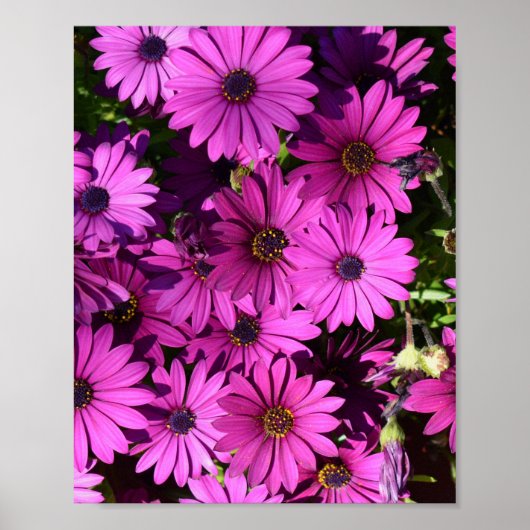 Poster Purple Osteospermum Flowers (Devant)