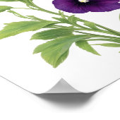 Poster Purple Pansy (Coin)