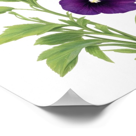 Poster Purple Pansy (Coin)