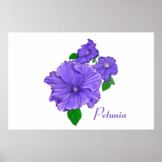 Poster Purple Petunias (Devant)