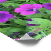 Poster Purple Petunias Imprimer (Coin)