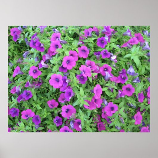 Poster Purple Petunias Imprimer (Devant)