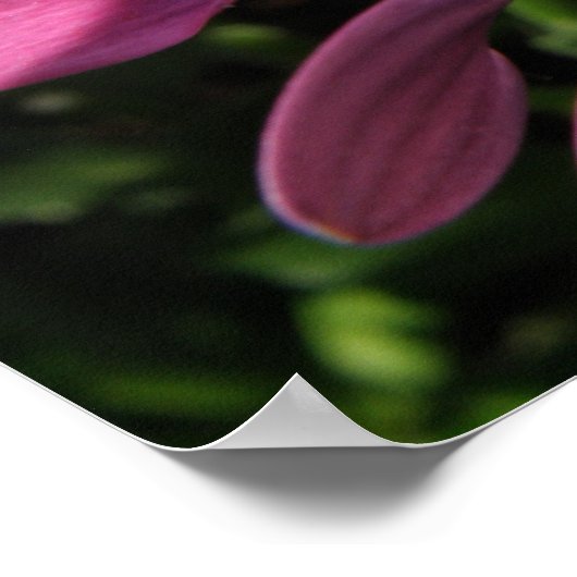 Poster Purple Rain Daisy Imprimer (Coin)