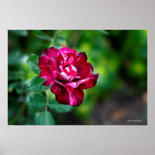 Poster Purple Tiger Rose (Devant)