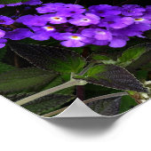 Poster Purple Trail Lantana #1 (Coin)