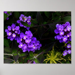 Poster Purple Trail Lantana #1