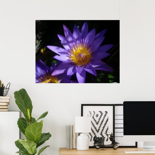 Poster Purple Water Lily (Bureau à domicile)