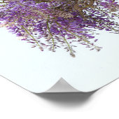 Poster Purple Wisteria (Coin)