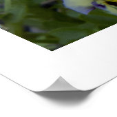 Poster Purple Yellow Pansy (Coin)