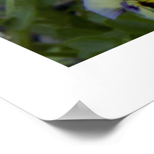 Poster Purple Yellow Pansy (Coin)