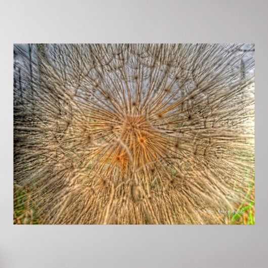 Poster pusteblume 2007 (Devant)