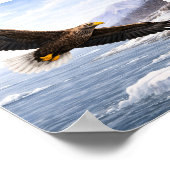 Poster Pygargue à queue blanche (Haliaeetus albicilla) – (Coin)