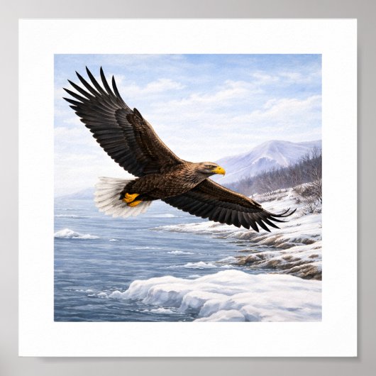 Poster Pygargue à queue blanche (Haliaeetus albicilla) – (Devant)
