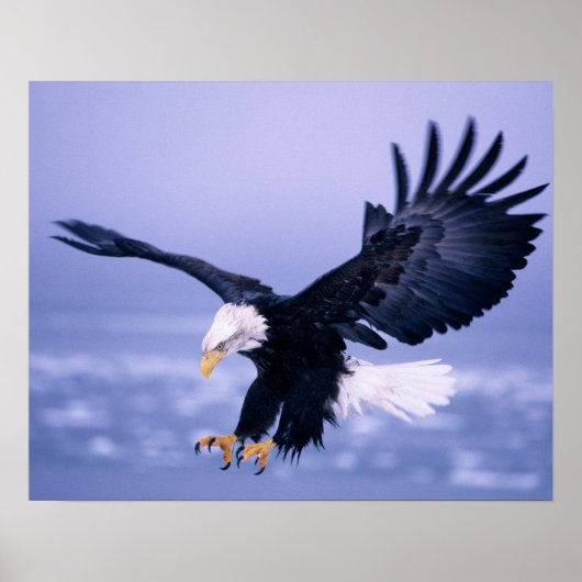Poster Pygargue à tête blanche atterrissant, ailes déploy (Devant)