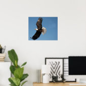 Poster Pygargue à tête blanche en vol (Bureau à domicile)