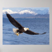 pygargue à tête blanche, Haliaeetus leucocephalus,