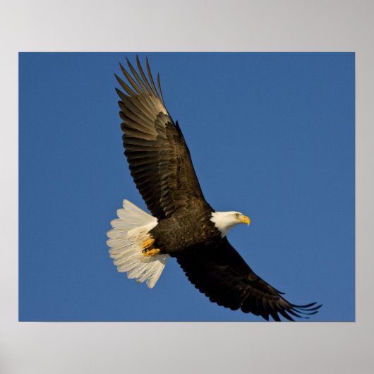 Poster Pygargue à tête blanche, Haliaeetus leucocephalus, (Devant)