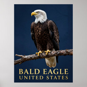 Poster 🦅 Pygargue à tête blanche Wilderness américain