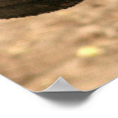 Poster Pygmy Hippo (Coin)