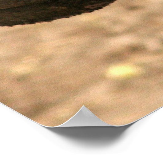 Poster Pygmy Hippo (Coin)