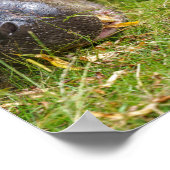 Poster Pygmy Hippopotamus (Coin)