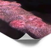 Poster Pygmy Seahorse (Coin)