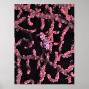 Poster Pygmy Seahorse