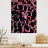Poster Pygmy Seahorse (Cuisine)