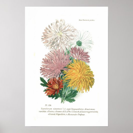 Poster Pyréthrum sinense (Chrysanthème) (Devant)