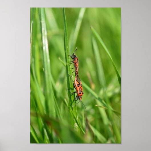Poster Pyrrhocoris dans l'herbe (Devant)