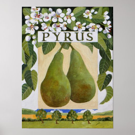 Poster Pyrus (Devant)