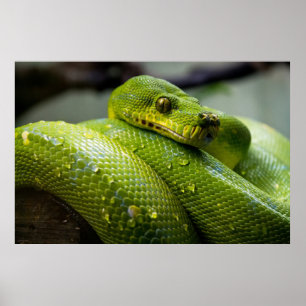 Poster Python