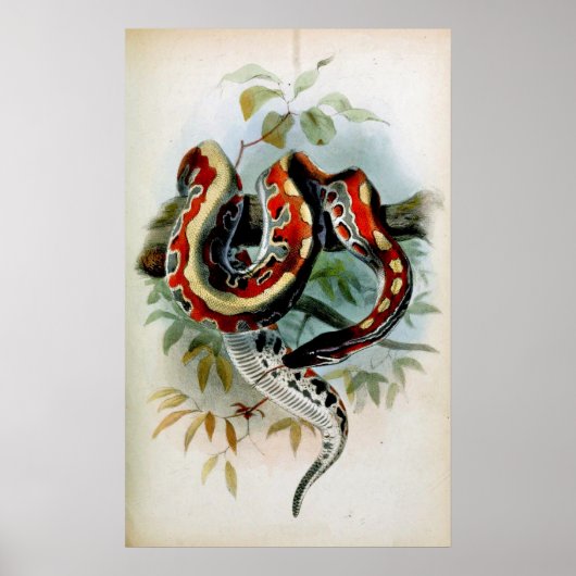 POSTER PYTHON ! (Devant)