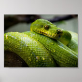 Poster Python à arbre vert (Devant)