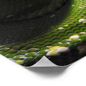 Poster Python à arbre vert (Coin)